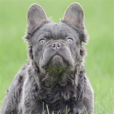 Health cleared DNA is below carries blue cream Coco - tan points no pied. . Fluffy french bulldog stud